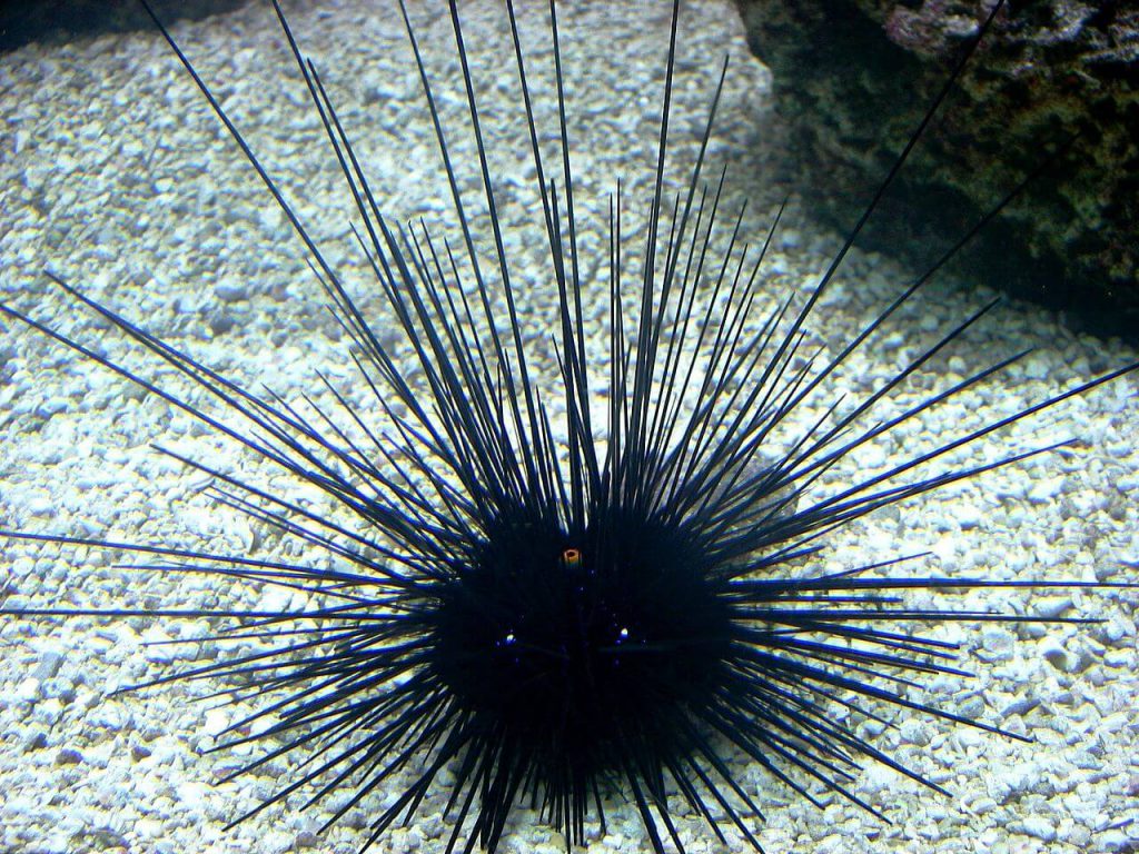 Sea Urchin